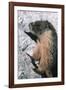 Yellow-Bellied Marmot-George D Lepp-Framed Photographic Print