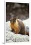 Yellow-Bellied Marmot-Kevin Schafer-Framed Photographic Print