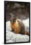 Yellow-Bellied Marmot-Kevin Schafer-Framed Photographic Print