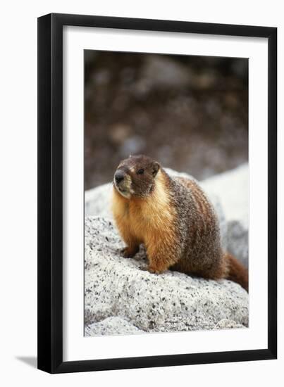 Yellow-Bellied Marmot-Kevin Schafer-Framed Photographic Print