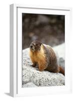Yellow-Bellied Marmot-Kevin Schafer-Framed Photographic Print