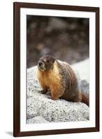Yellow-Bellied Marmot-Kevin Schafer-Framed Photographic Print
