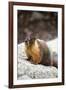 Yellow-Bellied Marmot-Kevin Schafer-Framed Photographic Print