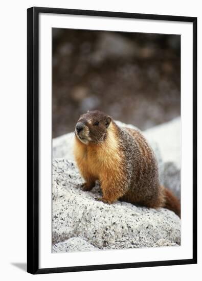 Yellow-Bellied Marmot-Kevin Schafer-Framed Photographic Print