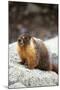 Yellow-Bellied Marmot-Kevin Schafer-Mounted Photographic Print