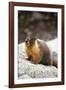 Yellow-Bellied Marmot-Kevin Schafer-Framed Photographic Print