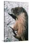 Yellow-Bellied Marmot-George D Lepp-Stretched Canvas