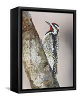 Yellow-Bellied Sapsucker, Texas, USA-Larry Ditto-Framed Stretched Canvas