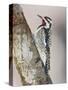 Yellow-Bellied Sapsucker, Texas, USA-Larry Ditto-Stretched Canvas