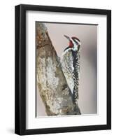 Yellow-Bellied Sapsucker, Texas, USA-Larry Ditto-Framed Photographic Print