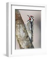 Yellow-Bellied Sapsucker, Texas, USA-Larry Ditto-Framed Photographic Print