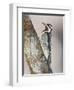 Yellow-Bellied Sapsucker, Texas, USA-Larry Ditto-Framed Photographic Print