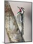 Yellow-Bellied Sapsucker, Texas, USA-Larry Ditto-Mounted Photographic Print