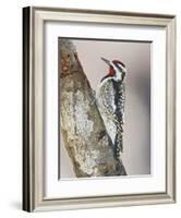 Yellow-Bellied Sapsucker, Texas, USA-Larry Ditto-Framed Photographic Print