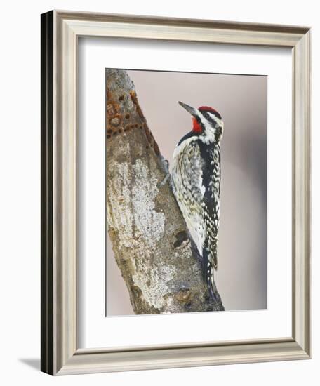 Yellow-Bellied Sapsucker, Texas, USA-Larry Ditto-Framed Photographic Print