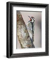 Yellow-Bellied Sapsucker, Texas, USA-Larry Ditto-Framed Photographic Print