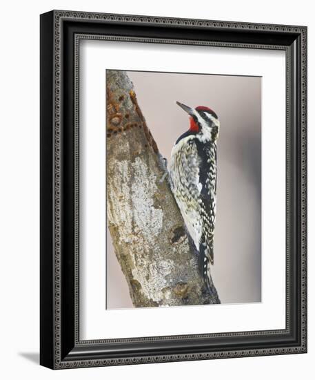 Yellow-Bellied Sapsucker, Texas, USA-Larry Ditto-Framed Photographic Print