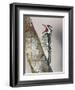 Yellow-Bellied Sapsucker, Texas, USA-Larry Ditto-Framed Photographic Print