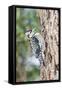 Yellow-Bellied Sapsucker-Gary Carter-Framed Stretched Canvas