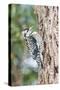 Yellow-Bellied Sapsucker-Gary Carter-Stretched Canvas