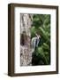 Yellow-Bellied Sapsucker-Gary Carter-Framed Photographic Print