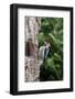 Yellow-Bellied Sapsucker-Gary Carter-Framed Photographic Print