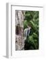 Yellow-Bellied Sapsucker-Gary Carter-Framed Photographic Print