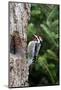 Yellow-Bellied Sapsucker-Gary Carter-Mounted Photographic Print