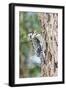 Yellow-Bellied Sapsucker-Gary Carter-Framed Photographic Print