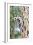 Yellow-Bellied Sapsucker-Gary Carter-Framed Photographic Print