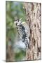 Yellow-Bellied Sapsucker-Gary Carter-Mounted Photographic Print