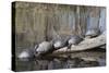 Yellow-Bellied Slider Turtles Basking-Hal Beral-Stretched Canvas