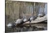 Yellow-Bellied Slider Turtles Basking-Hal Beral-Stretched Canvas