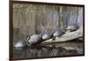 Yellow-Bellied Slider Turtles Basking-Hal Beral-Framed Photographic Print