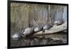 Yellow-Bellied Slider Turtles Basking-Hal Beral-Framed Photographic Print