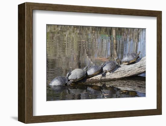 Yellow-Bellied Slider Turtles Basking-Hal Beral-Framed Photographic Print