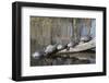 Yellow-Bellied Slider Turtles Basking-Hal Beral-Framed Photographic Print