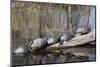 Yellow-Bellied Slider Turtles Basking-Hal Beral-Mounted Photographic Print