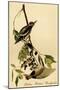 Yellow Bellied Woodpecker-John James Audubon-Mounted Art Print