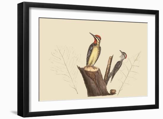 Yellow Bellied Woodpecker-Mark Catesby-Framed Art Print