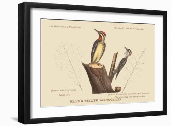 Yellow Bellied Woodpecker-Mark Catesby-Framed Art Print