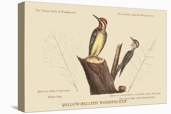 Yellow Bellied Woodpecker-Mark Catesby-Stretched Canvas