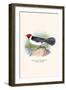 Yellow Billed Cardinal, Brown Throated or Lesser Cardinal-F.w. Frohawk-Framed Art Print