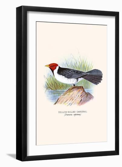 Yellow Billed Cardinal, Brown Throated or Lesser Cardinal-F.w. Frohawk-Framed Art Print