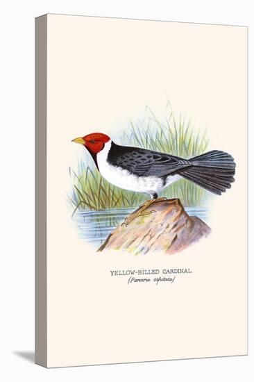 Yellow Billed Cardinal, Brown Throated or Lesser Cardinal-F.w. Frohawk-Stretched Canvas