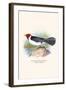 Yellow Billed Cardinal, Brown Throated or Lesser Cardinal-F.w. Frohawk-Framed Art Print