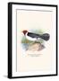 Yellow Billed Cardinal, Brown Throated or Lesser Cardinal-F.w. Frohawk-Framed Art Print