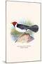 Yellow Billed Cardinal, Brown Throated or Lesser Cardinal-F.w. Frohawk-Mounted Art Print