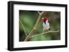 Yellow-billed cardinal-Ken Archer-Framed Photographic Print