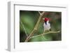 Yellow-billed cardinal-Ken Archer-Framed Photographic Print